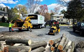 How Our Tree Care Process Works  in  Evansburg, PA