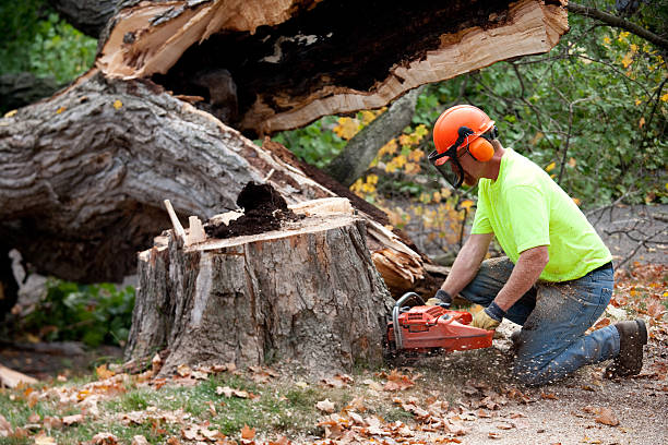 Leaf Removal in Evansburg, PA